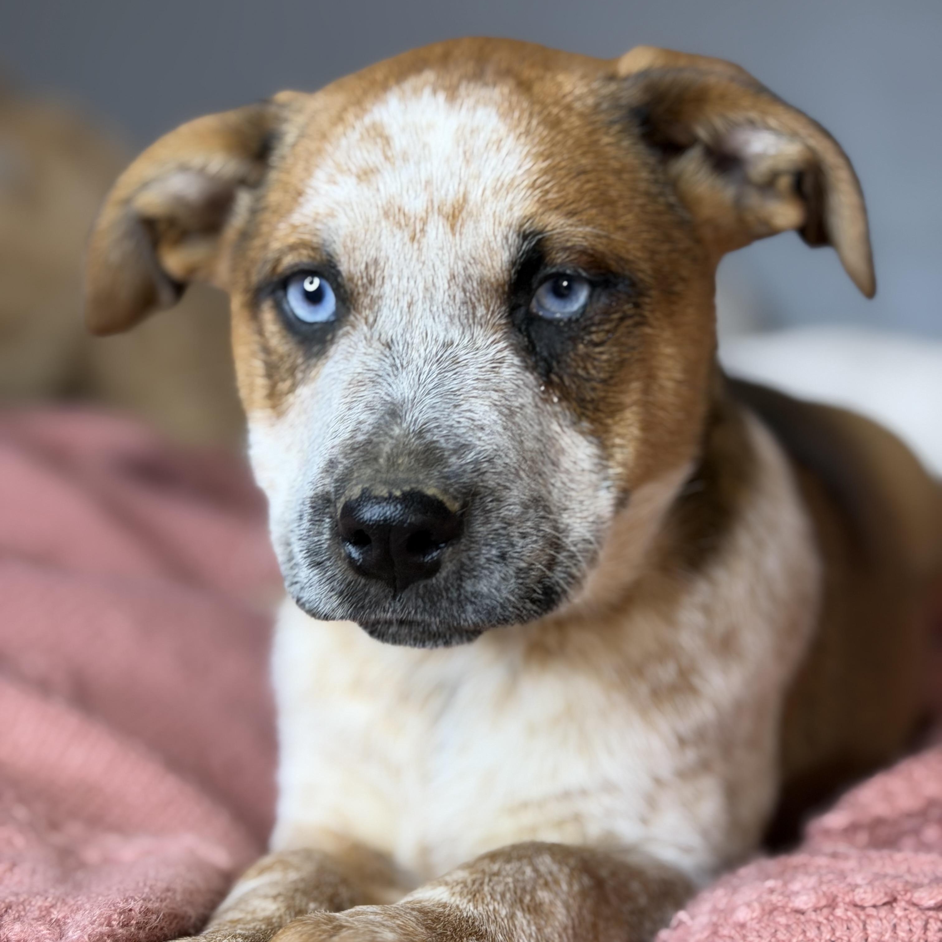 Paris, adoptable, Puppy Female Catahoula Leopard Dog & Plott Hound.