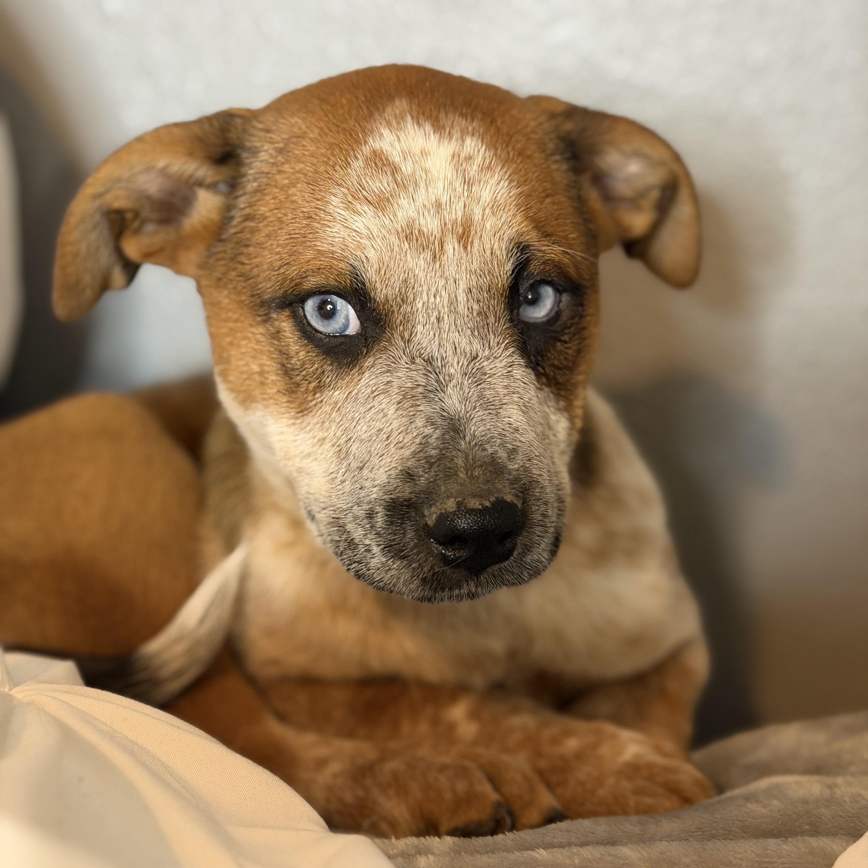 Enlarge Paris, an adoptable mixed breed in Springfield, IL image 3/5