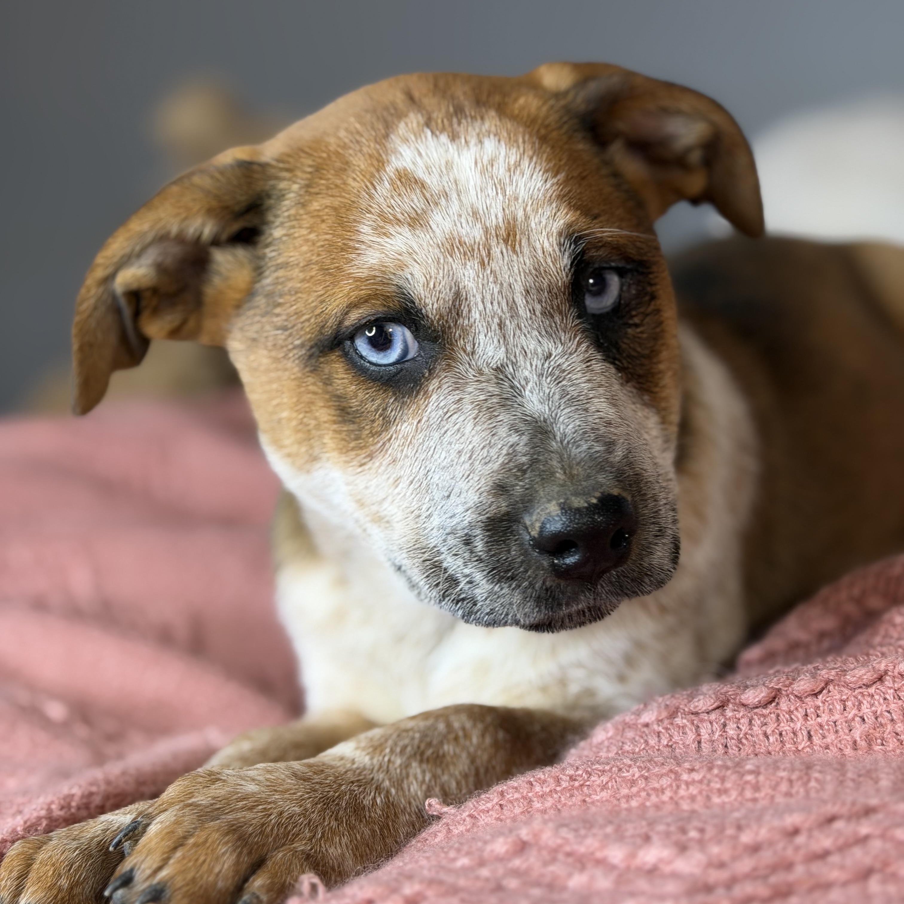 Enlarge Paris, an adoptable mixed breed in Springfield, IL image 5/5