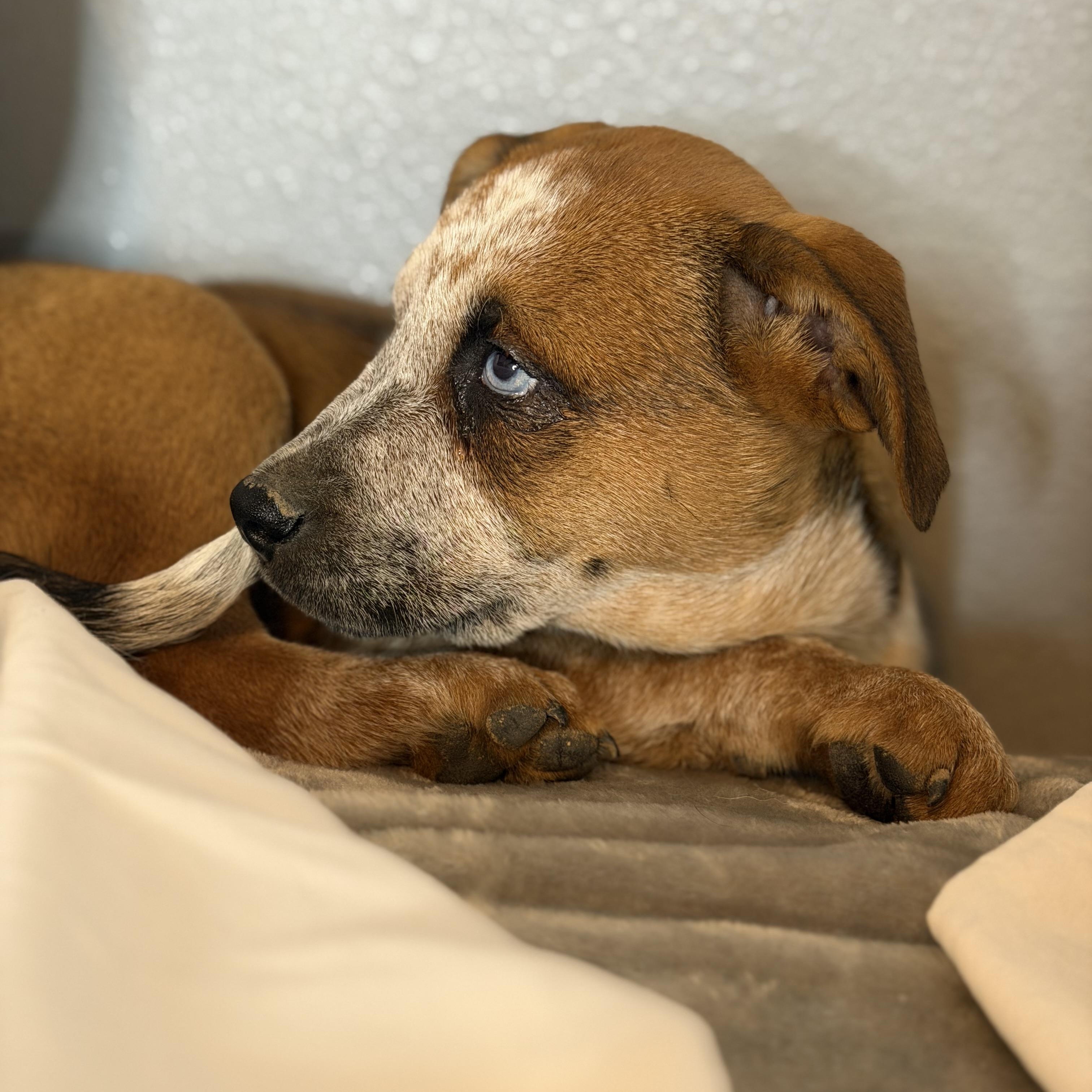 Enlarge Paris, an adoptable mixed breed in Springfield, IL image 2/5