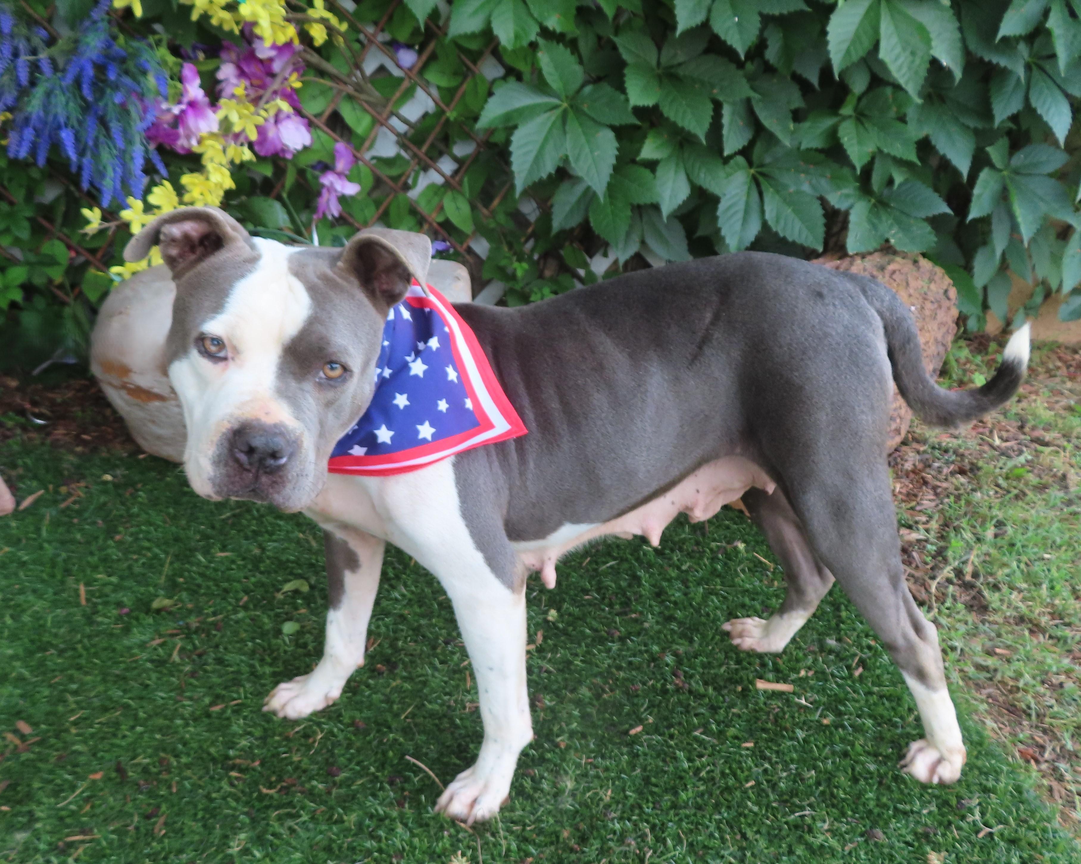 PONZI 456268, an adopted American Staffordshire Terrier Mix in Oklahoma City, OK_image-1