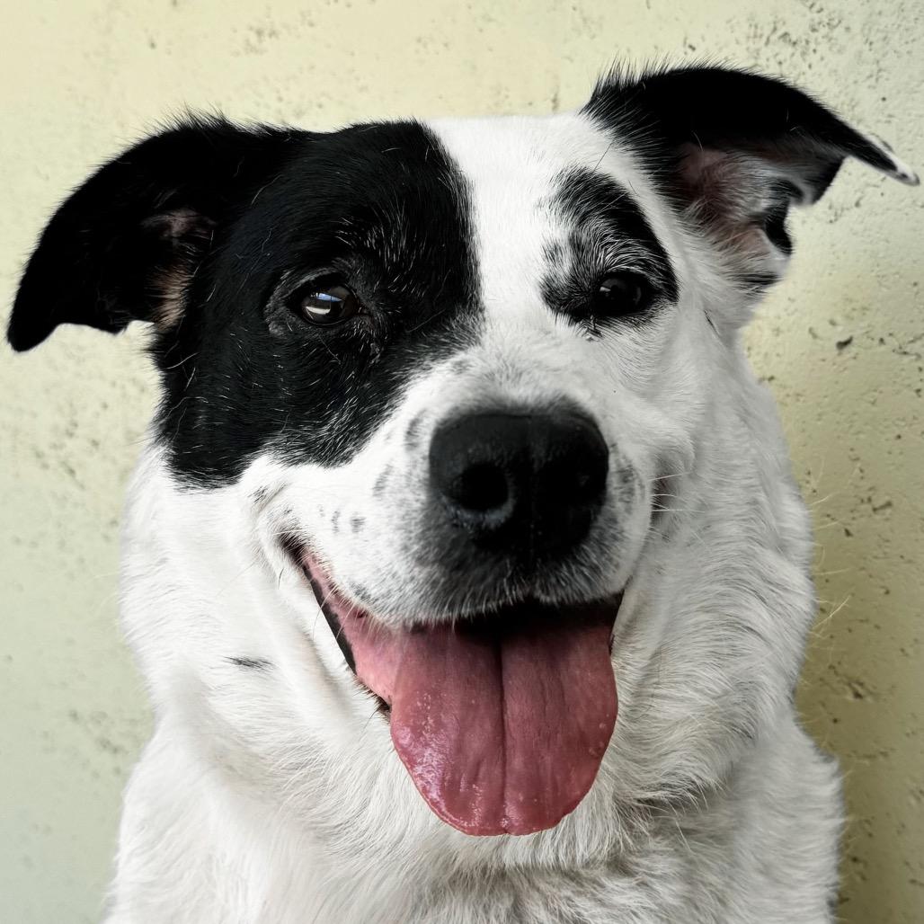 Luna, Adoptable, Adult Female Australian Cattle Dog / Blue Heeler & Australian Cattle Dog / Blue Heeler.