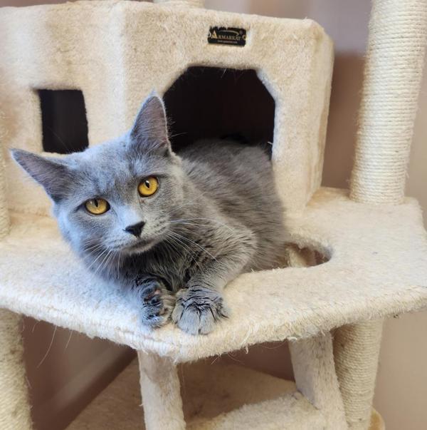 Enlarge Maggie, a Adoptable mixed breed in Great Falls, MT image 1/1