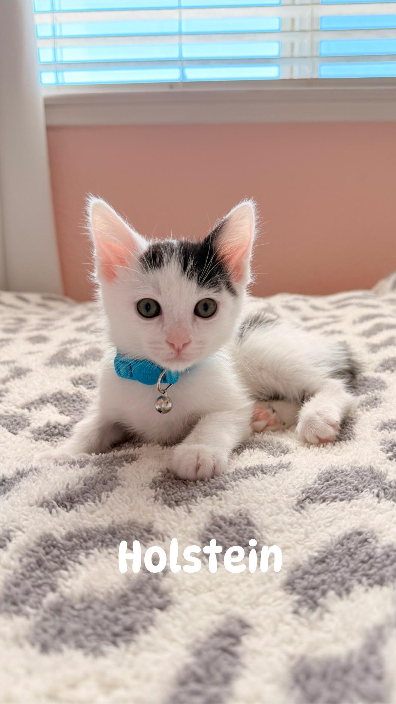 Holstein, a Adoptable mixed breed in Dixon, CA image 2/5