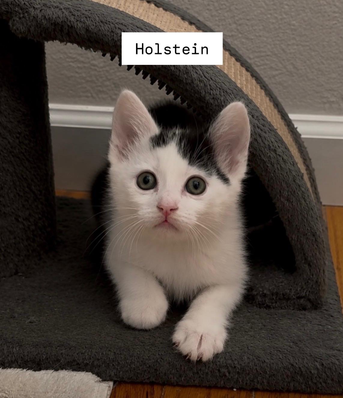 Holstein, a Adoptable mixed breed in Dixon, CA image 3/5