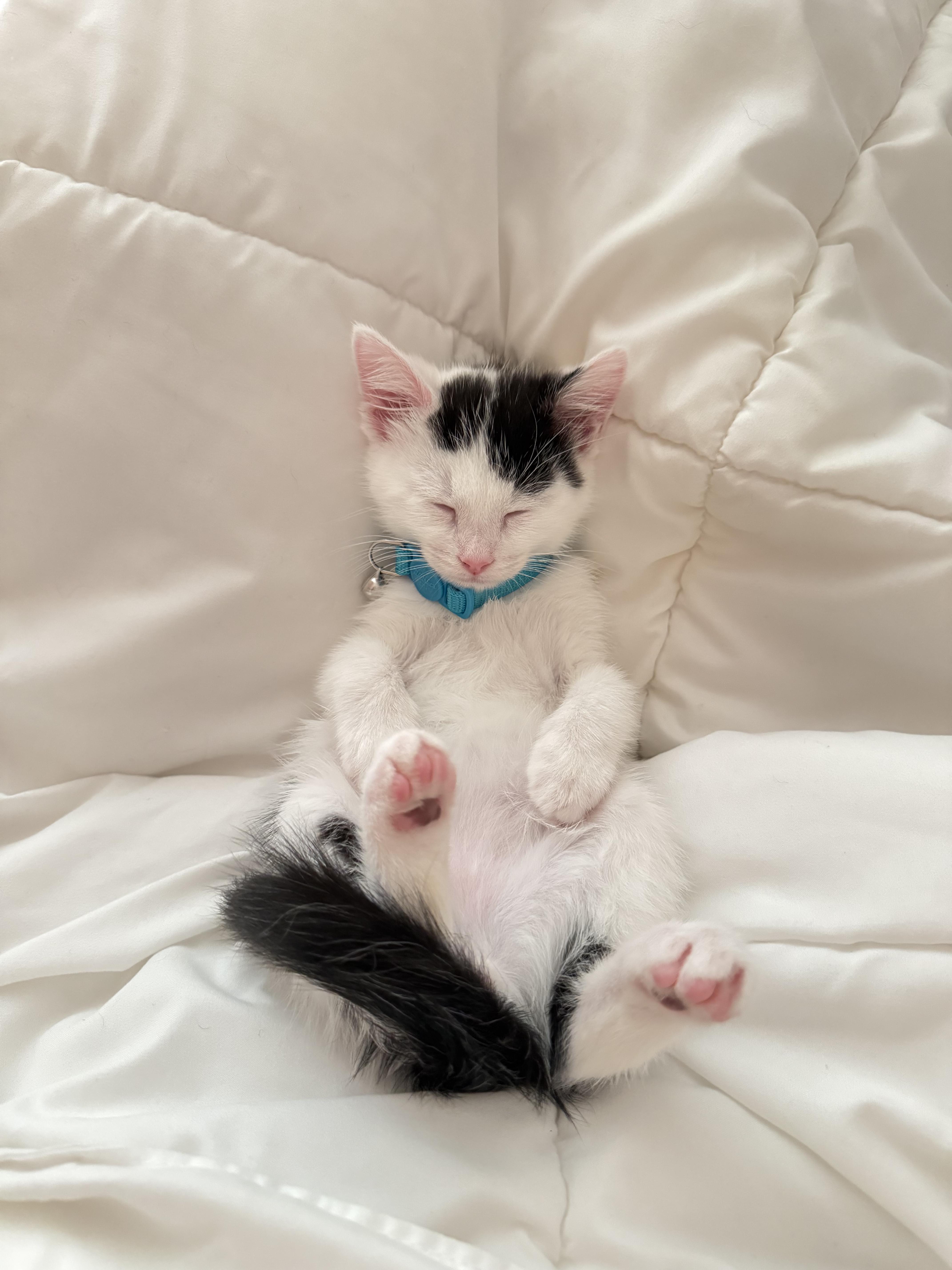 Holstein, a Adoptable mixed breed in Dixon, CA image 4/5