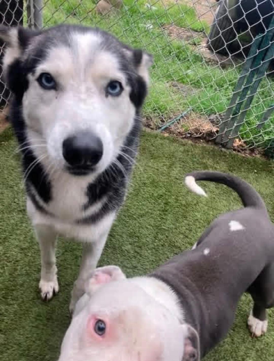 Lia, Adopted, Young Female Husky.