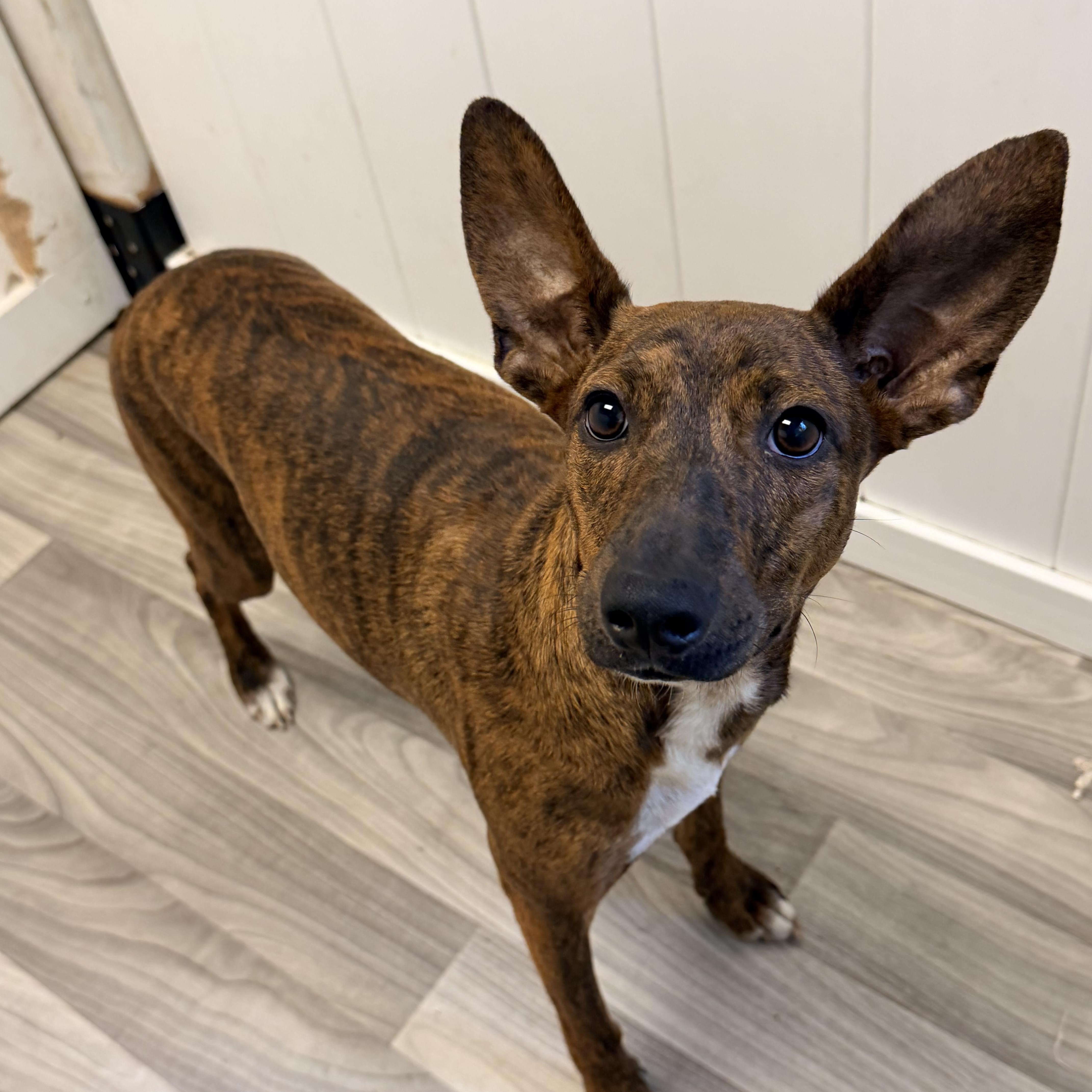 GOTCHA, Adoptable, Young Female Retriever & Terrier.