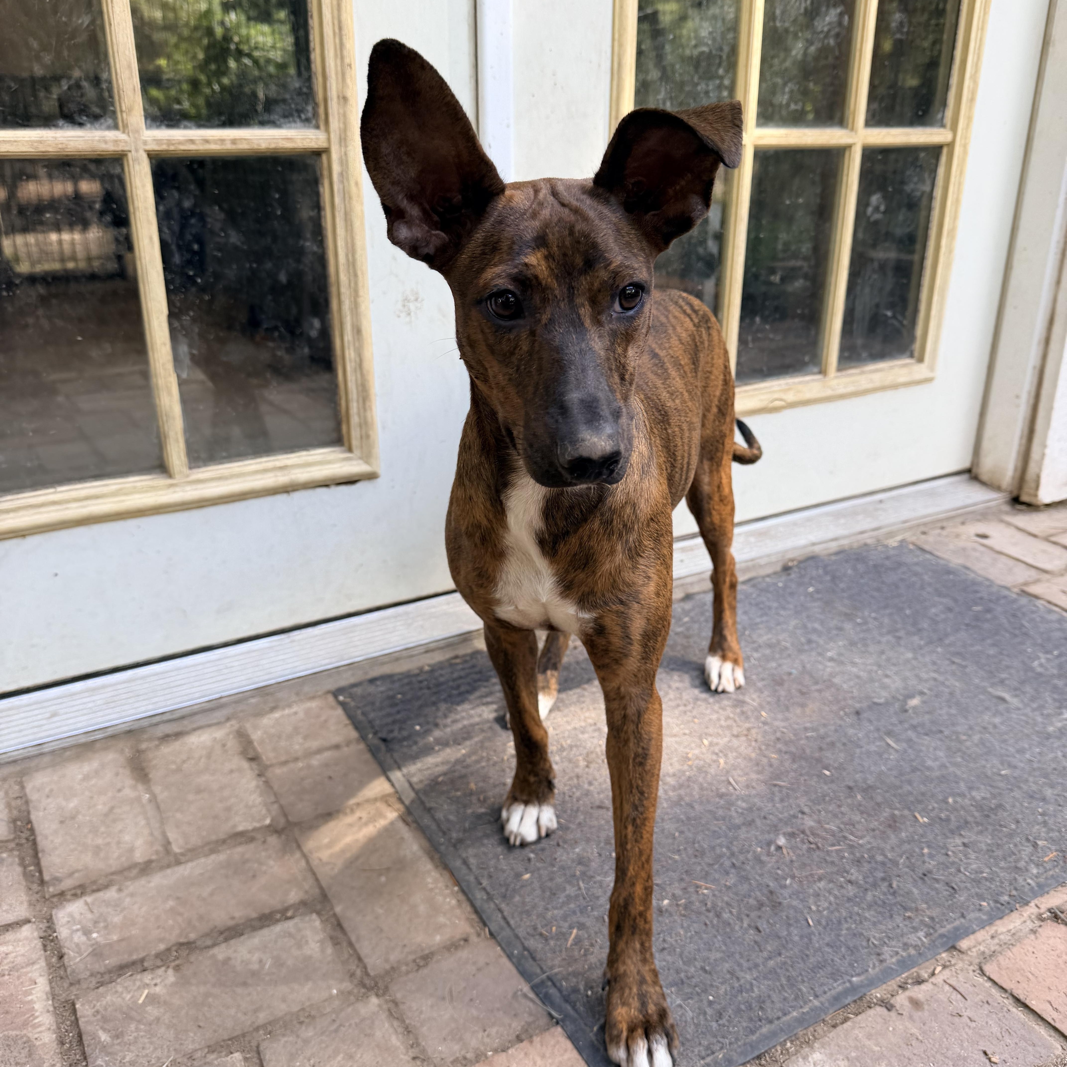 GOTCHA, ADOPTABLE, Young Female Retriever & Terrier.