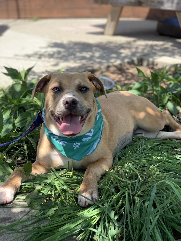 Scribbles, Adoptable, Young Female Labrador Retriever & American Staffordshire Terrier.