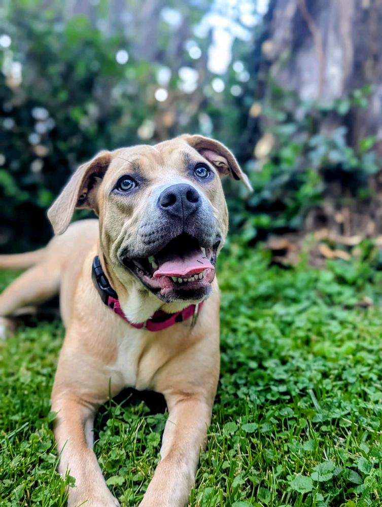 Scribbles, a Adoptable mixed breed in Grand Rapids, MI image 2/4