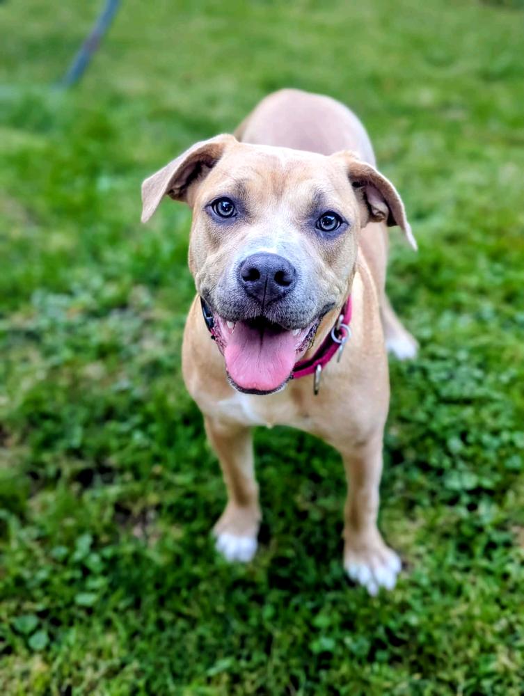 Scribbles, a Adoptable mixed breed in Grand Rapids, MI image 3/4