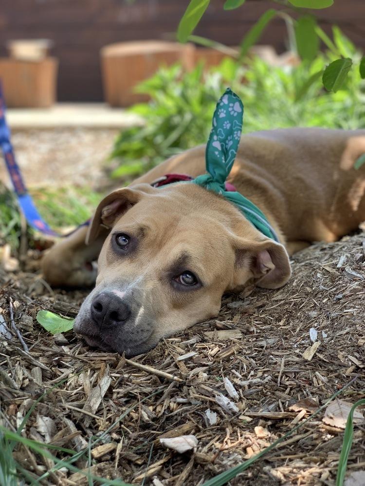 Scribbles, a Adoptable mixed breed in Grand Rapids, MI image 4/4