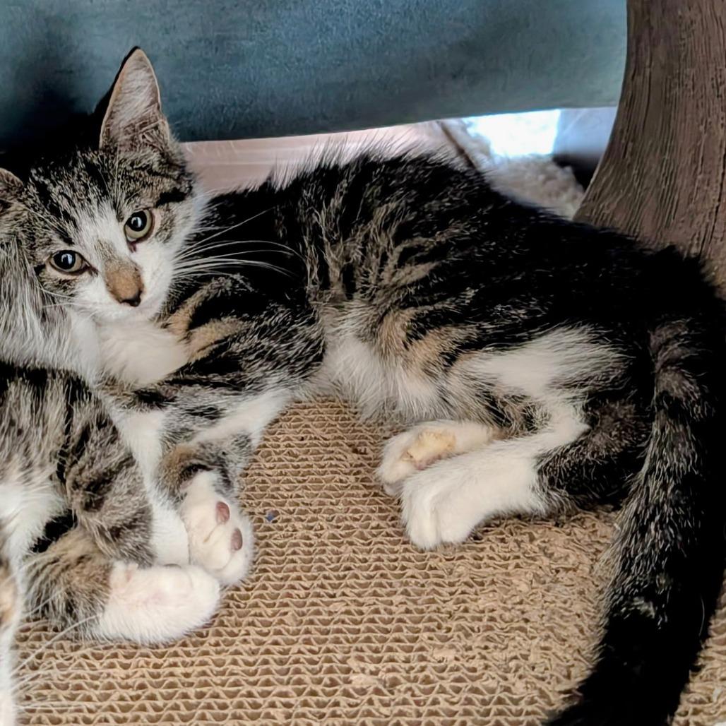 Diamond, Adoptable, Young Male Domestic Short Hair.