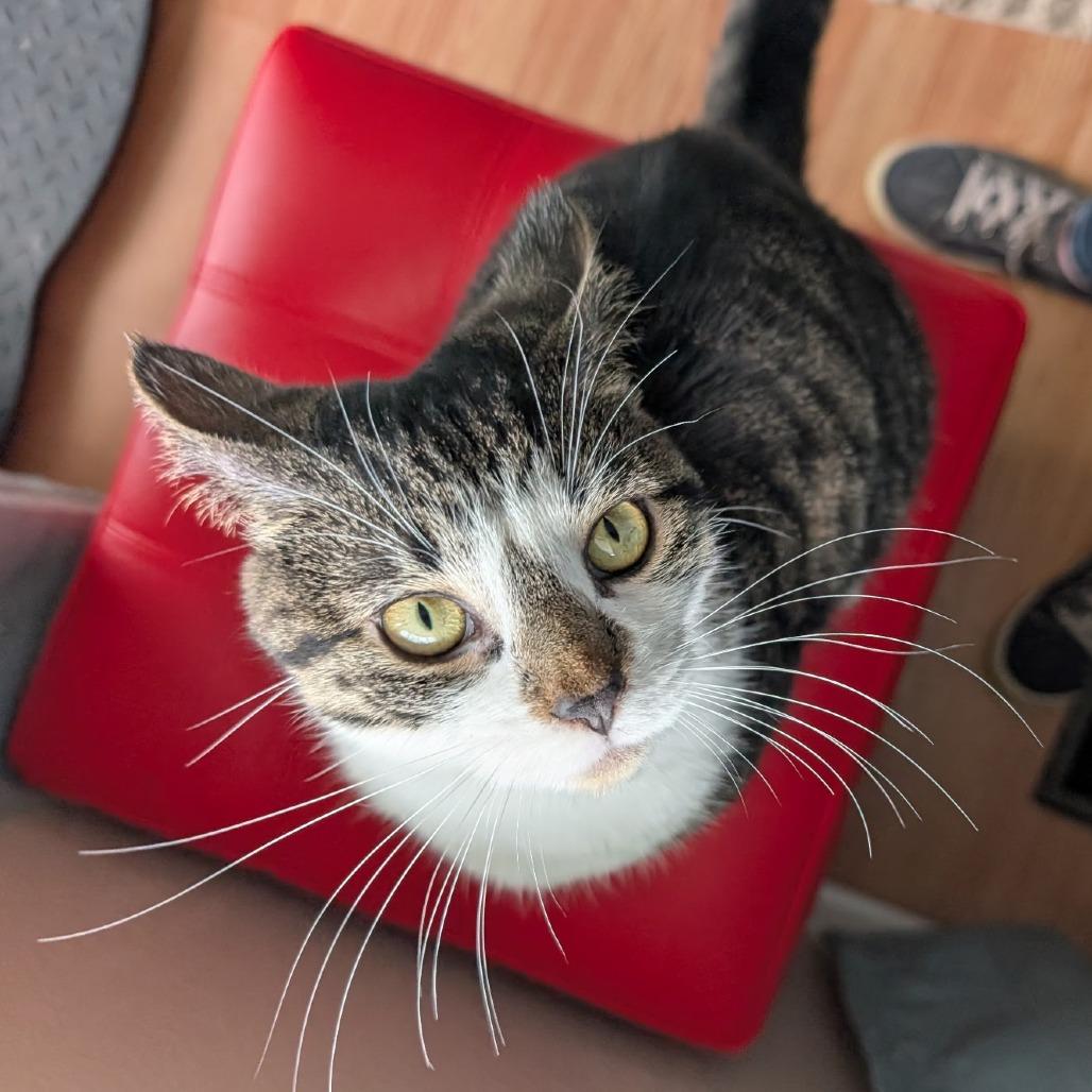 Enlarge Diamond, a Adoptable Domestic Short Hair in Southington, OH image 2/5