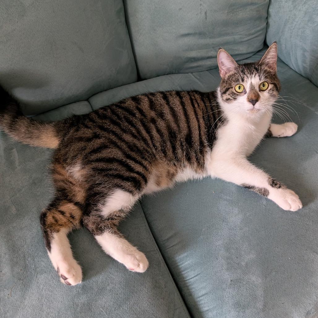 Enlarge Diamond, a Adoptable Domestic Short Hair in Southington, OH image 3/5