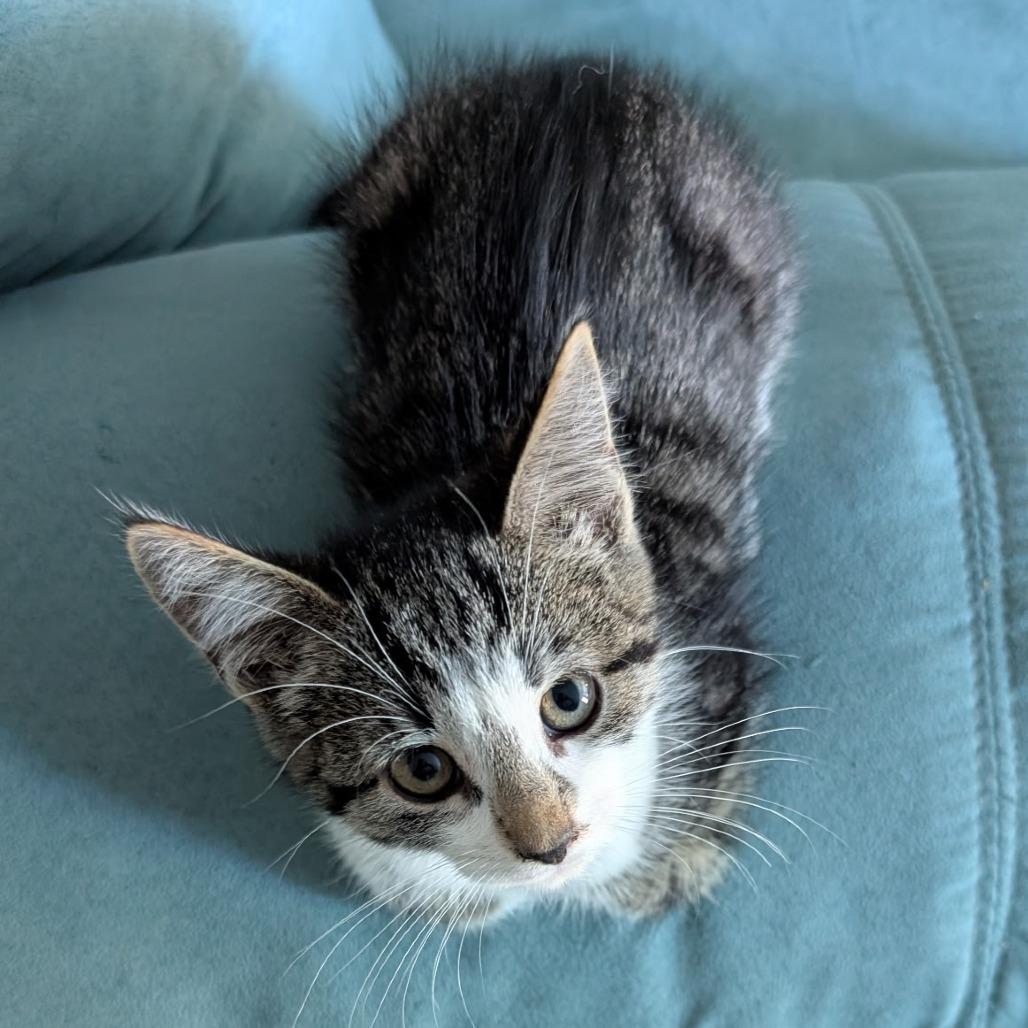 Enlarge Diamond, a Adoptable Domestic Short Hair in Southington, OH image 2/2