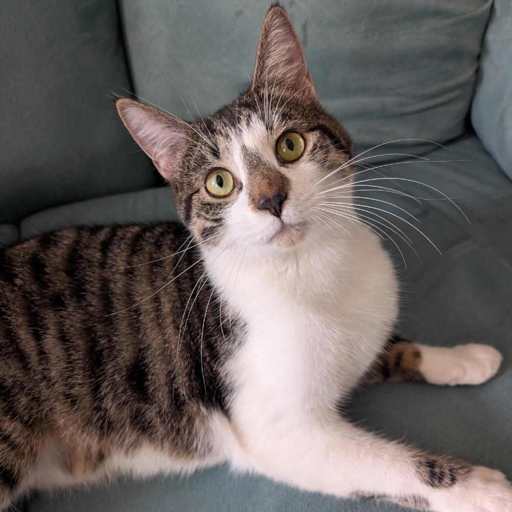 Enlarge Diamond, a Adoptable Domestic Short Hair in Southington, OH image 5/5