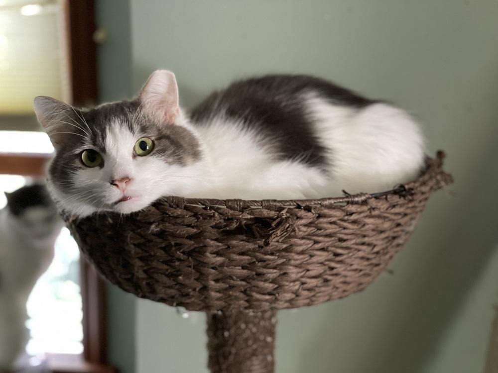 Nutter Butter, Adoptable, Young Male Domestic Long Hair.