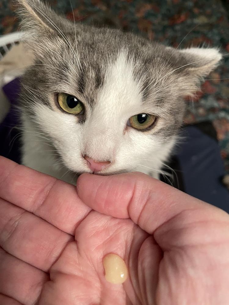 Nutter Butter thumbnail 2