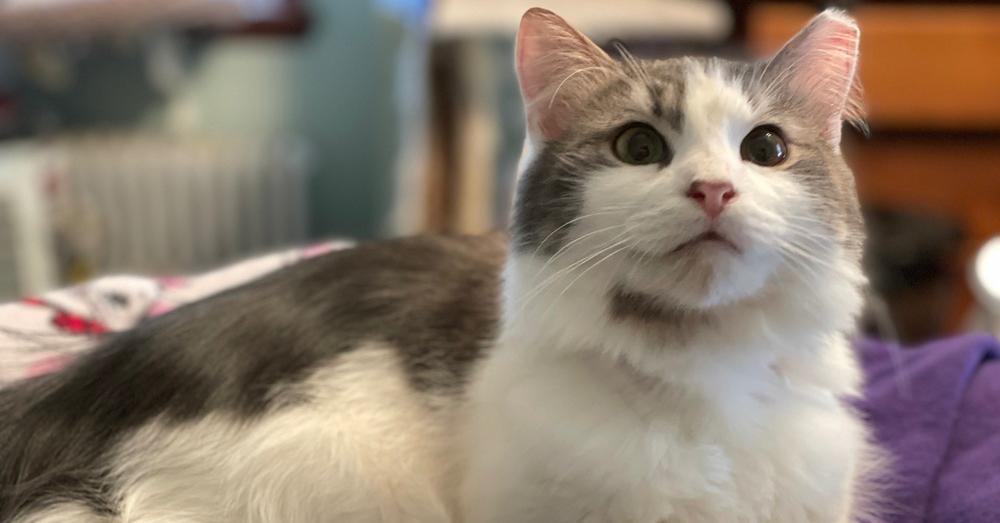 Enlarge Nutter Butter, a Adoptable mixed breed in Olyphant, PA image 3/3