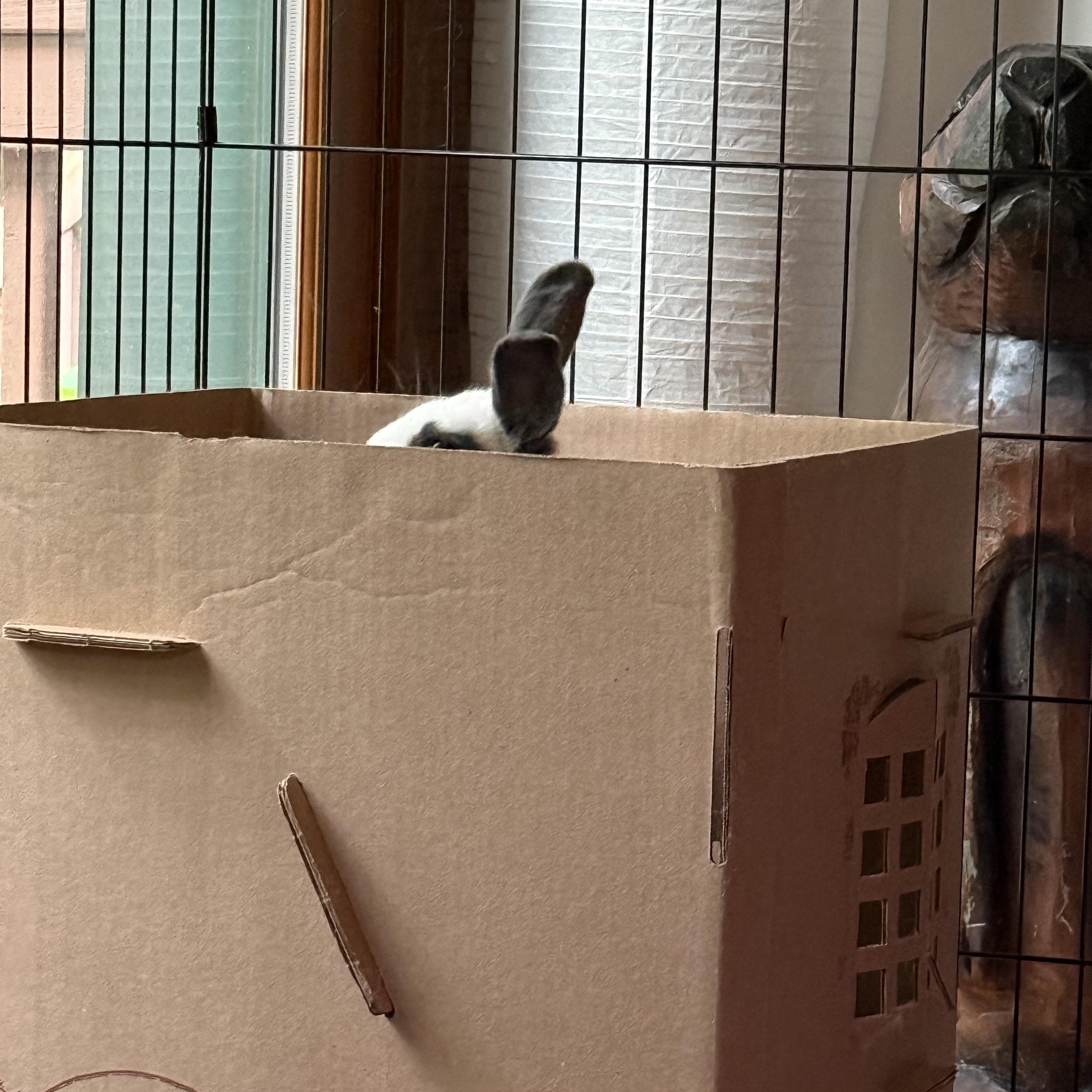 Sarah, Adult Female Bunny Rabbit