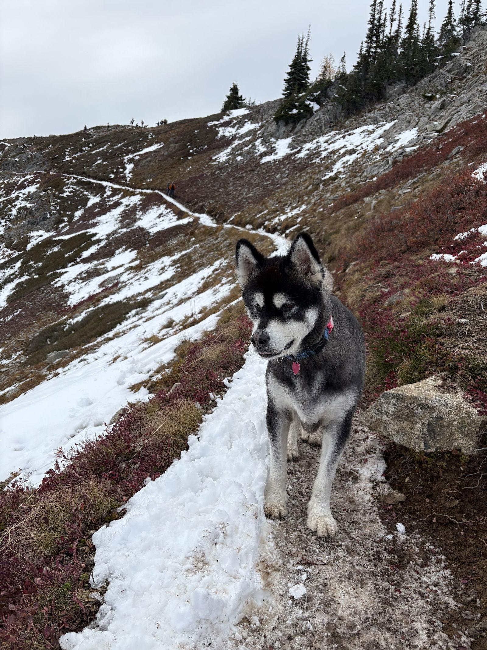 Enlarge PANDA (Adoption Pending), a Adoptable Alaskan Malamute in Seattle, WA image 1/3