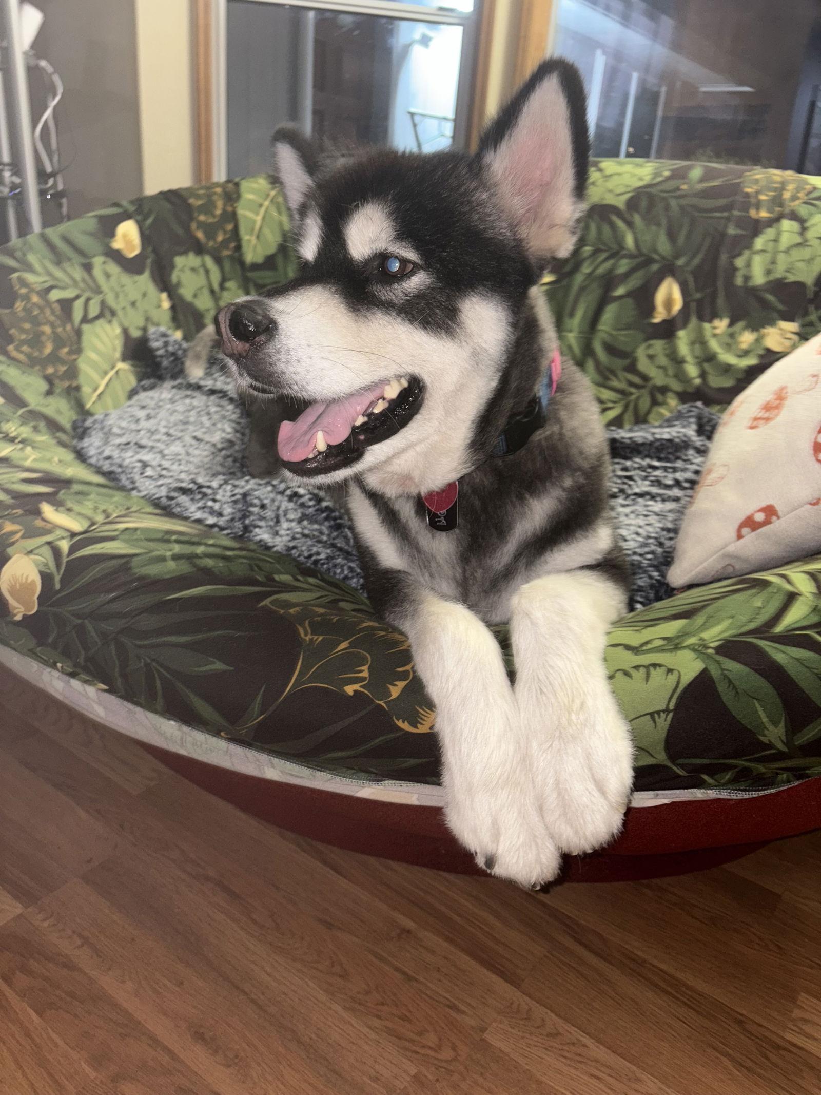 Enlarge PANDA (Adoption Pending), a Adoptable Alaskan Malamute in Seattle, WA image 3/3