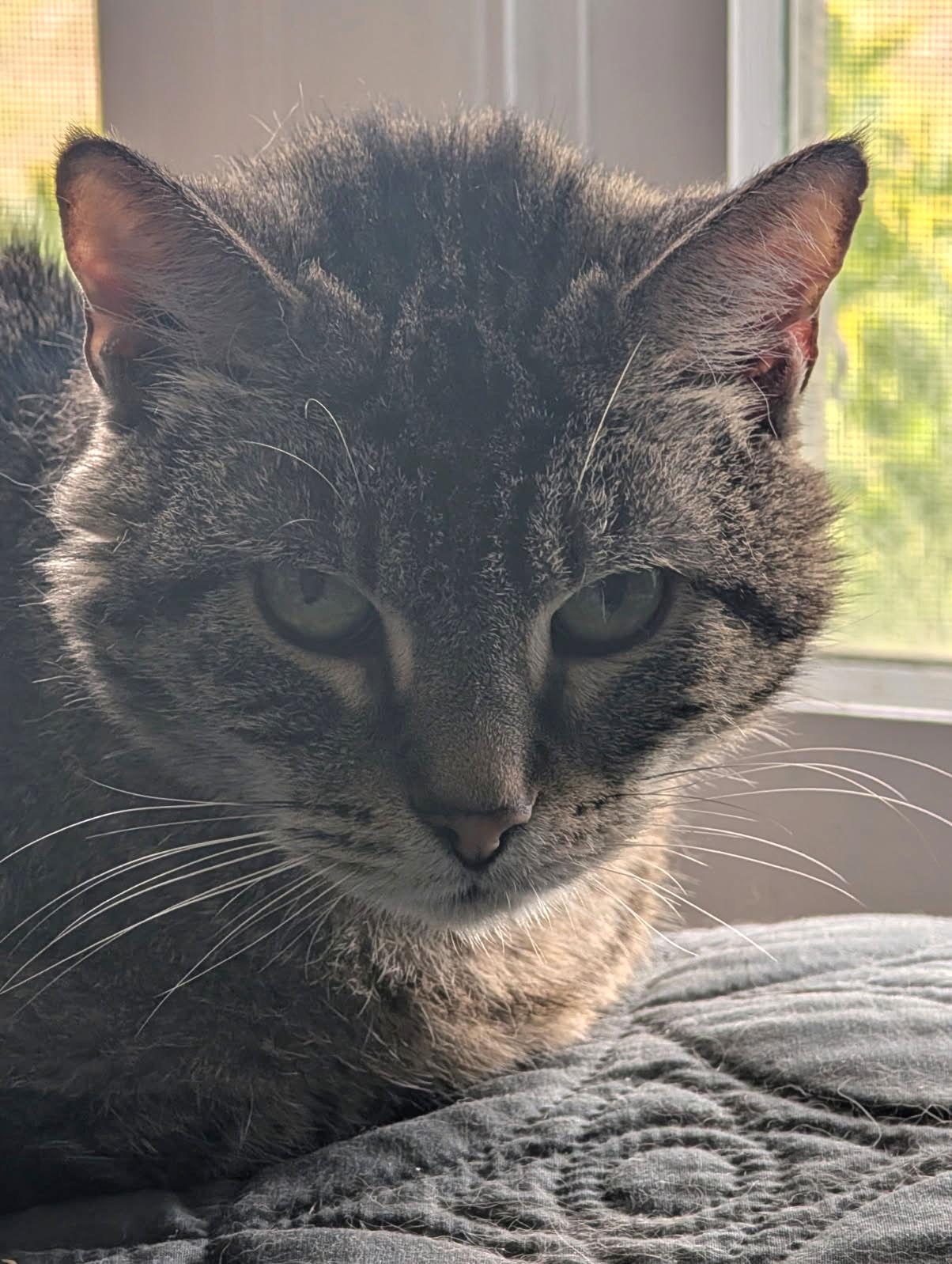 Kelly Green, Adoptable, Adult Female Domestic Short Hair.