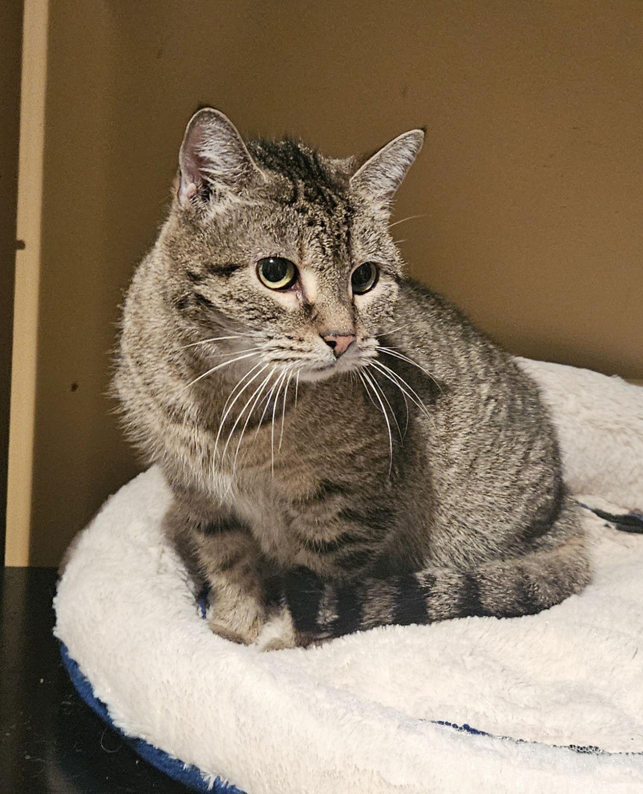 Kelly Green, a Adoptable Domestic Short Hair in Trenton, NJ image 3/3