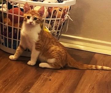 Chapulin (SH), an adoptable American Shorthair in Schertz, TX image 3/3