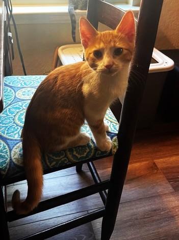 Chapulin (SH), an adoptable American Shorthair in Schertz, TX image 2/3