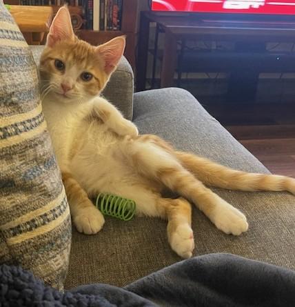Chapulin (SH), adoptable, Kitten Male American Shorthair.