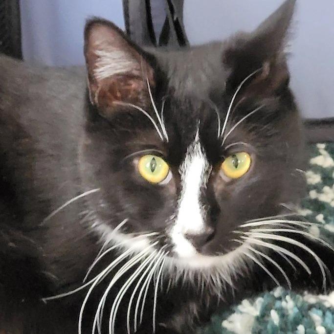 Enlarge 0226-59 FRA Domino, a Adoptable Domestic Short Hair in Abingdon, MD image 1/6