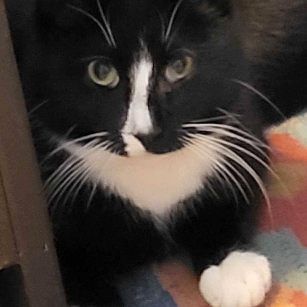 Enlarge 0226-59 FRA Domino, a Adoptable Domestic Short Hair in Abingdon, MD image 3/6