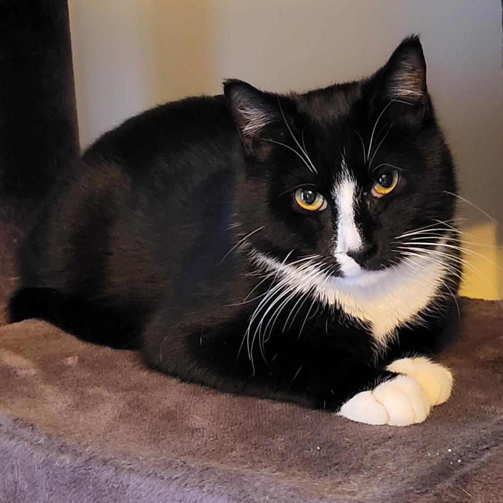 Enlarge 0226-59 FRA Domino, a Adoptable Domestic Short Hair in Abingdon, MD image 4/6