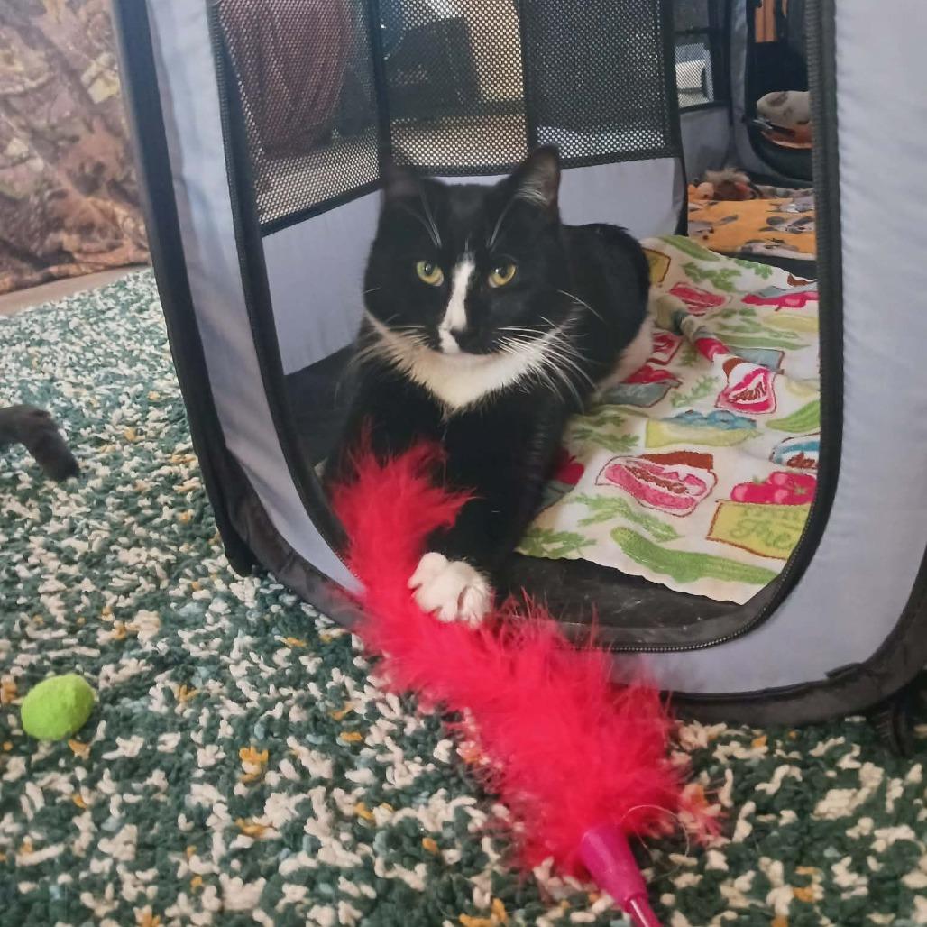 Enlarge 0226-59 FRA Domino, a Adoptable Domestic Short Hair in Abingdon, MD image 6/6