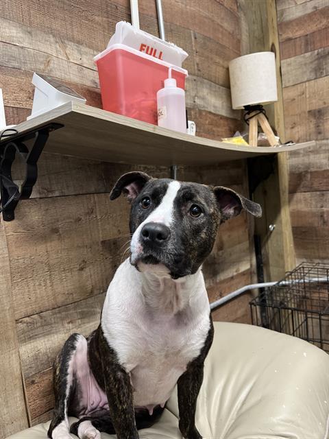 Enlarge DOLLY, a Adoptable American Staffordshire Terrier in Chester, SC image 1/2