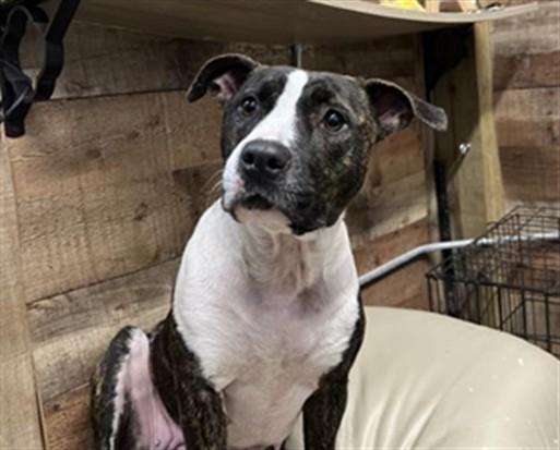 DOLLY, Adoptable, Adult Female American Staffordshire Terrier.