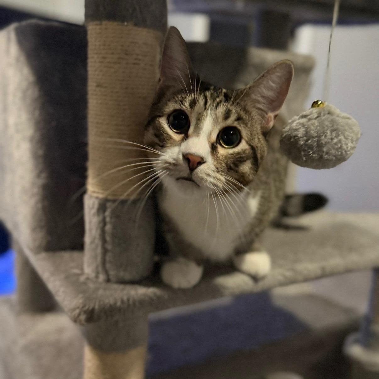 Enlarge Elvis , a ADOPTABLE Domestic Long Hair in Westland, MI image 2/4