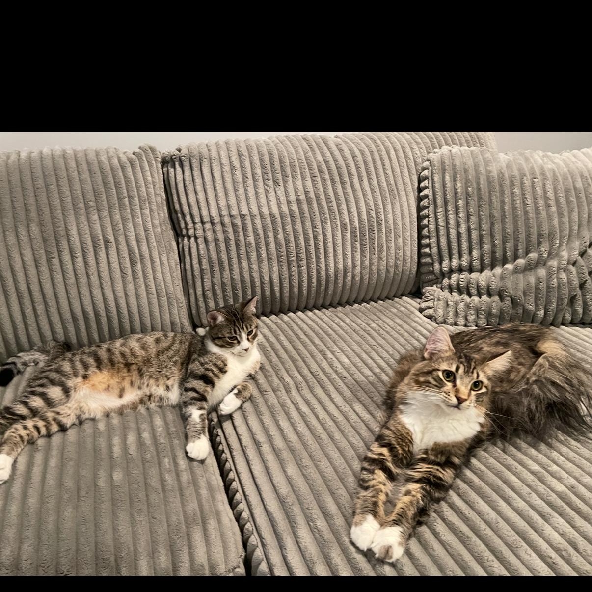 Enlarge Elvis , a ADOPTABLE Domestic Long Hair in Westland, MI image 3/4