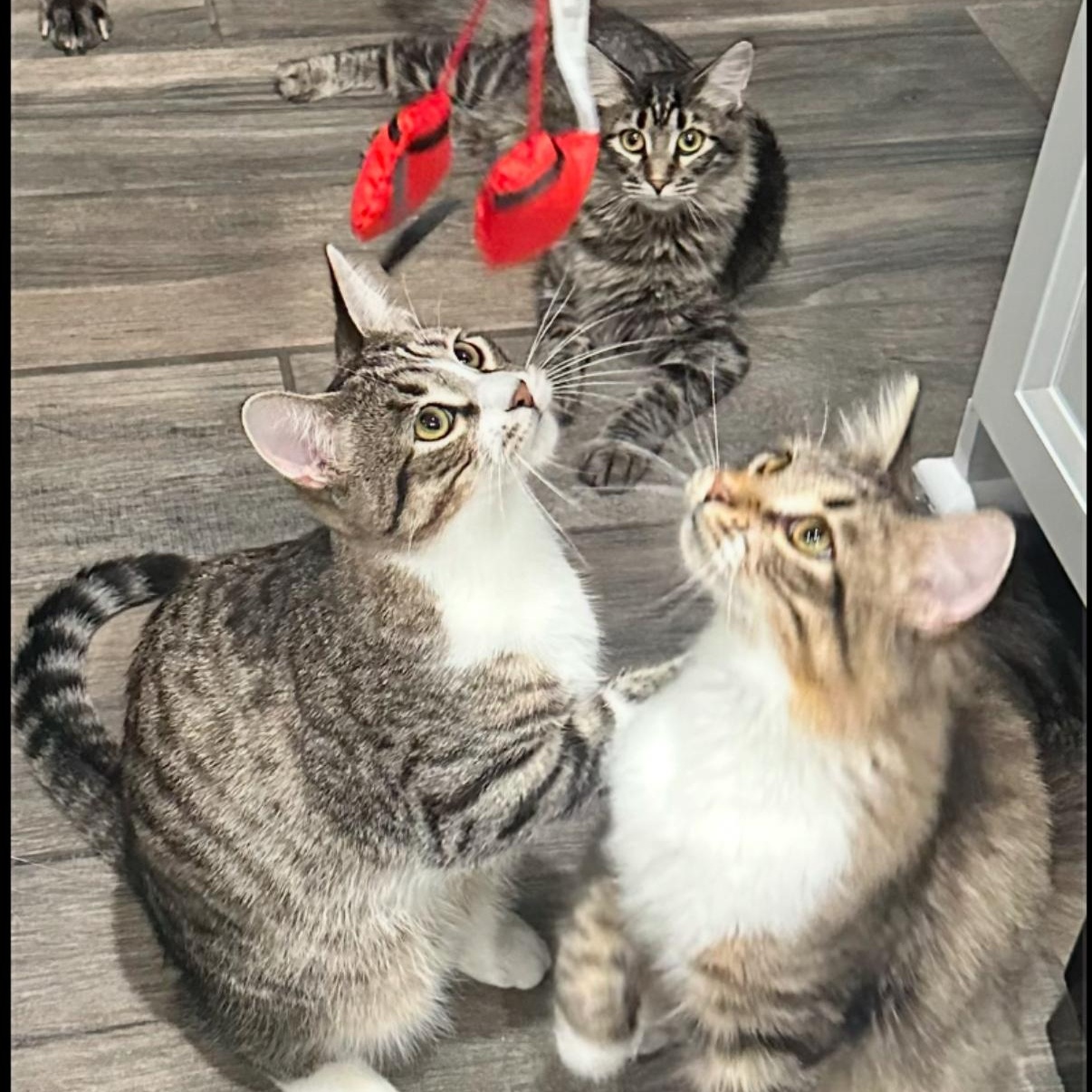 Enlarge Elvis , a ADOPTABLE Domestic Long Hair in Westland, MI image 4/4