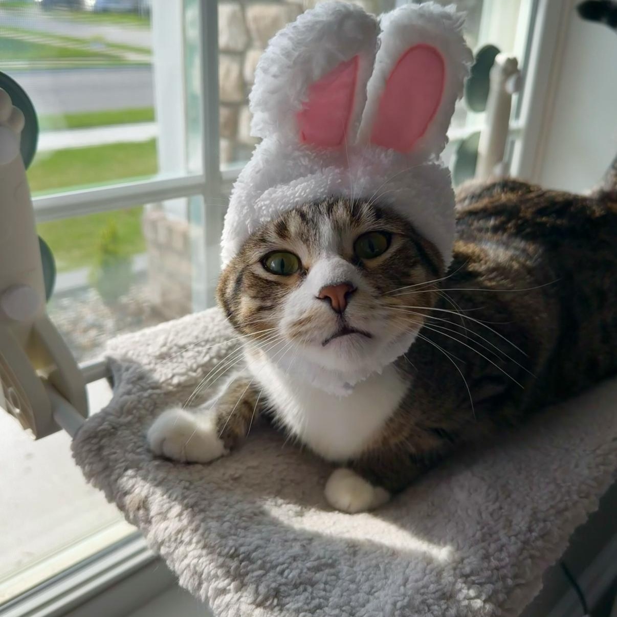 Enlarge Elvis , a ADOPTABLE Domestic Long Hair in Westland, MI image 1/4