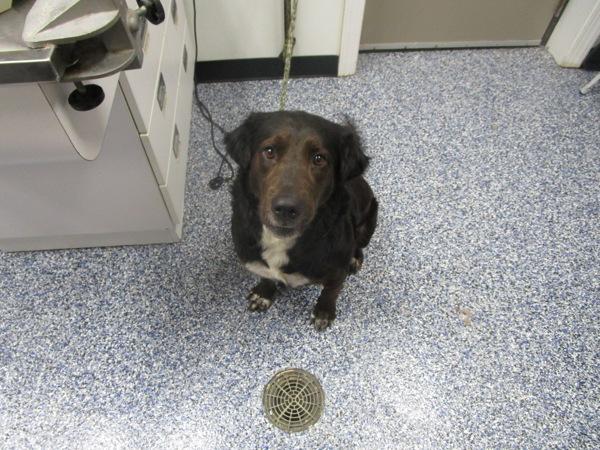 Enlarge Lucy, a Adoptable mixed breed in Nicholasville, KY image 1/2