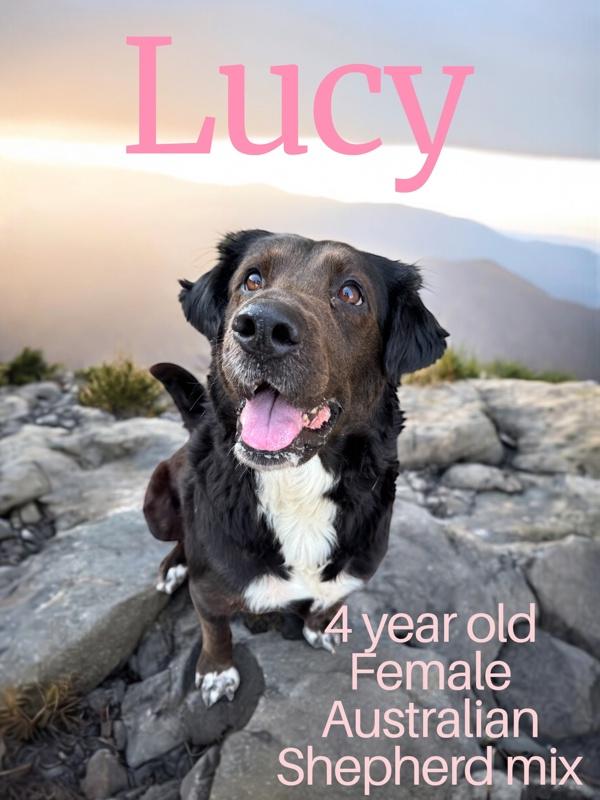 Enlarge Lucy, a Adoptable mixed breed in Nicholasville, KY image 2/2
