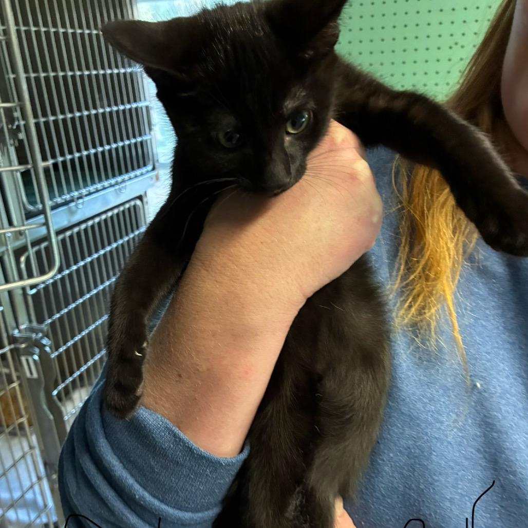 Flower, Adoptable, Kitten Female Domestic Short Hair.