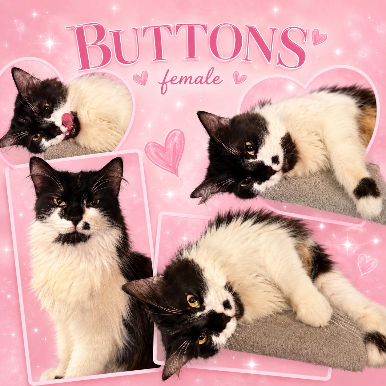 Enlarge BUTTONS (available at PetSmart Northwest Reno Mae Anne), a ADOPTABLE mixed breed in Reno, NV image 1/1