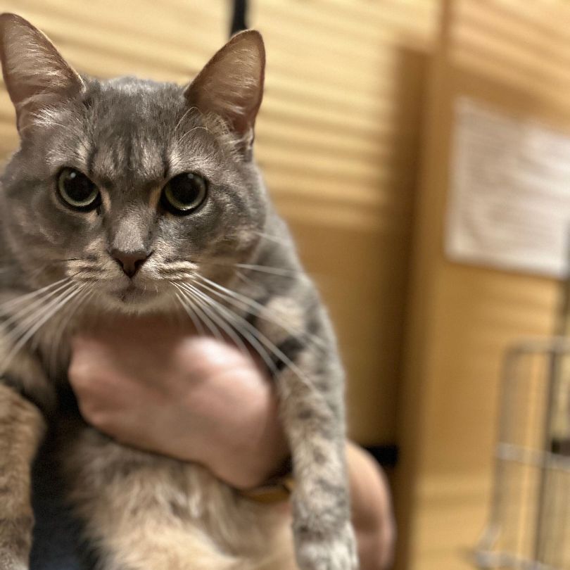 Monet, Adopted, Adult Female Domestic Short Hair.