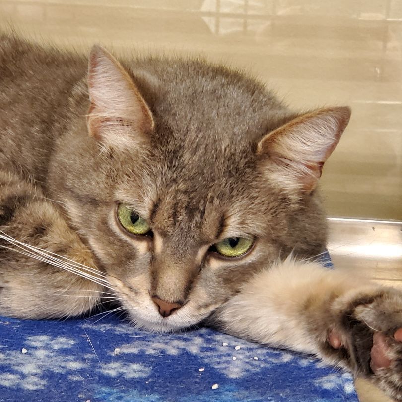 Monet, a Adopted Domestic Short Hair in Gerrardstown, WV image 2/4