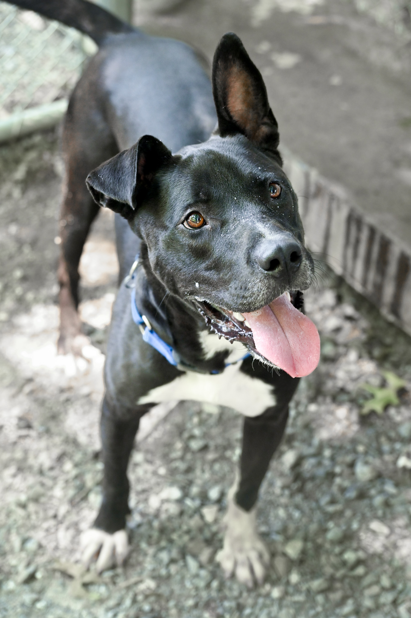 Godwin, a Adoptable mixed breed in Chattanooga, TN image 5/5